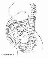 Bauch Womb Malvorlage sketch template