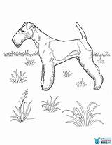 Bedlington sketch template