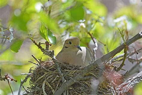 mourning dove nests  nesting habits birds  blooms