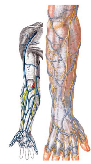 veins  lymph nodes  arm diagram quizlet