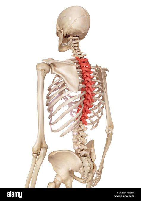 Back Bones Diagram Spine Basics Orthoinfo Aaos The Top And Both