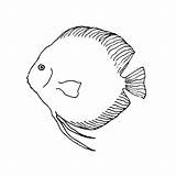 Discus Fish Eps10 sketch template