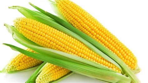 image result  yellow corn kukuruza zdorove kishechnika zlakovye