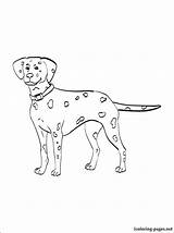 Coloring Dalmatian Dalmation Pages Color Dog Para Getcolorings Getdrawings Dogs Freecoloringpages Sheets sketch template