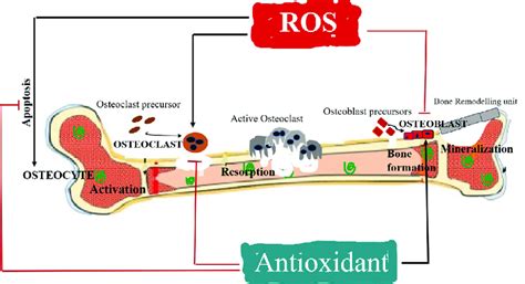 effects  ros  antioxidants   activity  osteoclasts
