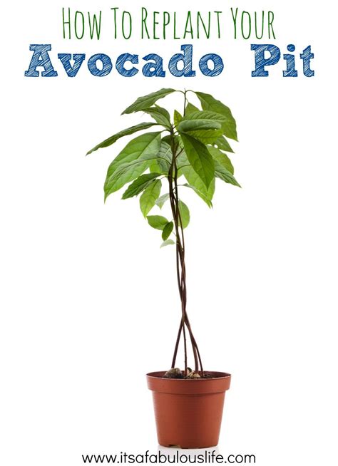 How To Replant Your Avocado Pit Avocado Plant