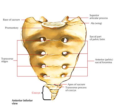 coccyx earths lab