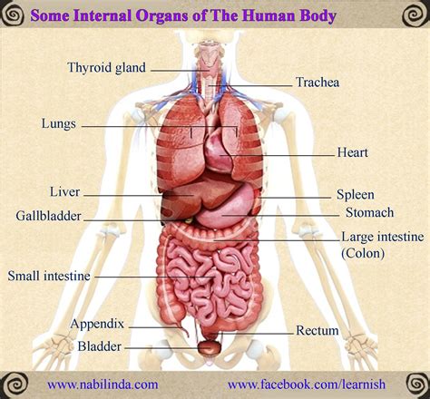 internal organs  human body jovannirillobarker