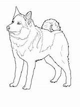 Coloring Norwegian Elkhound Pages Choose Board sketch template