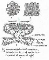Lichens Apothecium Apothecia Cortex Thallus sketch template