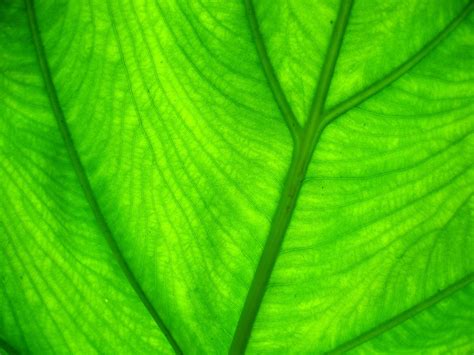 green leaf  photo  freeimages