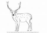 Deer Sika Draw Drawing Step Animals Wild Tutorials Drawingtutorials101 sketch template