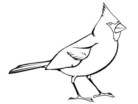 pin  cardinal bird coloring pages