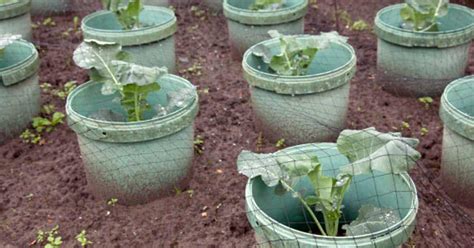 grow cabbage   container