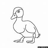 Baby Coloring Animals Duck Pages Thecolor sketch template