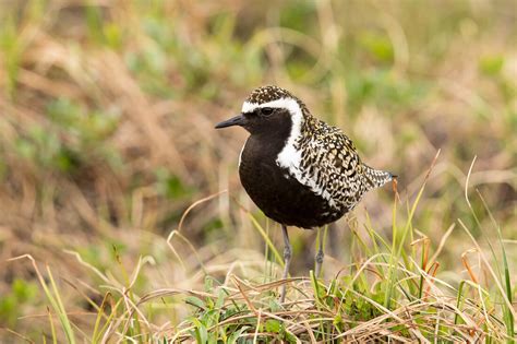 pacific golden plovers connect alaska  hawaii nabci