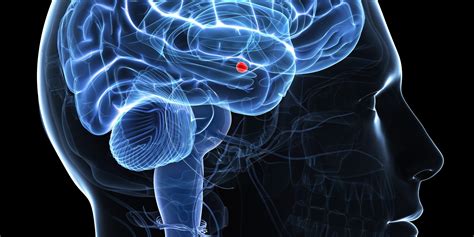 amygdala    brains fear center huffpost