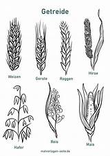 Getreide Arten Getreidearten Ausmalbilder Unterschiede Vorlage Unterscheiden Trinken Malvorlage sketch template