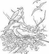 Tawny Frogmouth Designlooter sketch template