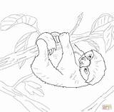Sloth Paresseux Sloths Faultier Ausmalbilder Ausmalbild Ausdrucken Supercoloring Leniwiec Kolorowanki Giant Adult Faultiere Ausmalen Kolorowanka Coloringbay Zeichnen Prehistoric Zentangle Crafter sketch template