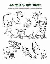 Coloring Animals Forest Pages Arctic Habitat Polar Animal Sheets Habitats Sorts Printable Color Printables Print Desert Getcolorings Getdrawings Biomes Science sketch template