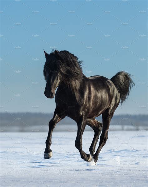black horse running gallops animal  creative market