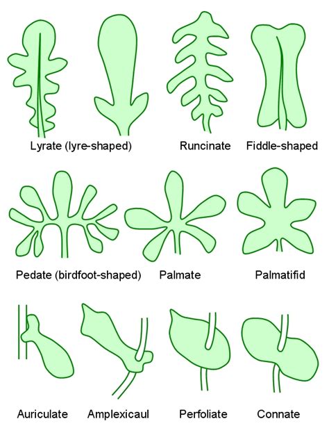 leaf form