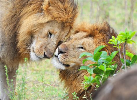 african lion facts habitat diet behavior