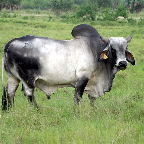 brahman cattle art brahman cattle cattle zebu cattle