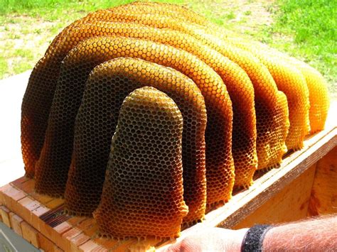 natural honeycomb rebrncom