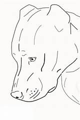 Pitbull Coloring Pages Head Sad Drawing Print Drawings Color Pitbulls Kids Realistic Cool Dog Paintingvalley Animal Choose Board sketch template