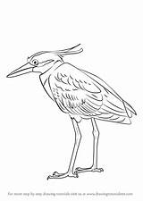 Heron Draw Crowned Yellow Night Drawing Step Birds Tutorials Drawingtutorials101 sketch template