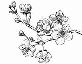 Dibujos Cerezo Ciliegio Rama Ramas Coloring Cerisier Ramo Cerezos Branch Primavera Filial Cereja Disegni Fleur Tatuajes Colorare Branche Symmetry Blumen sketch template