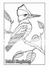 Kingfisher Belted Drawings Color Avid Artworks Photobucket sketch template