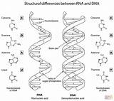 Dna Rna Structural sketch template