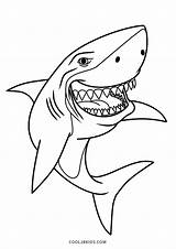 Ausmalbild Ausmalen Cool2bkids Tigerhai sketch template