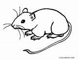 Mouse Coloring Pages Printable Rat Cute Drawing Rodent Kids Template Colouring Drawings Sketch Cool2bkids sketch template