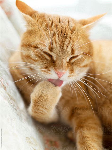 close up of huge red cat licking his paw and cleaning himself by laura