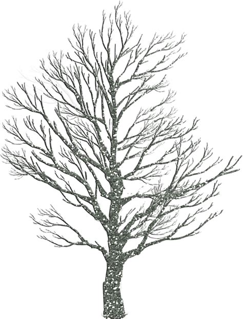 draw winter trees  pics   draw   minute
