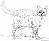 Cat Coloring Realistic Pages Drawing Printable Draw Cats Supercoloring Persian Tabby Easy Color Colouring Sheets Animal Print Step Animals Tutorials sketch template