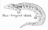 Skink Lizard Tongued Designlooter sketch template