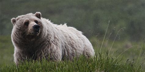 bc grizzly bear hunt opens  highest number  tags  decades
