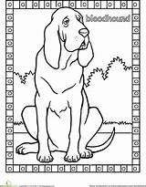 Coloring Bloodhound Pages Dog Printable First Worksheets Designlooter Grade Getcolorings Education sketch template