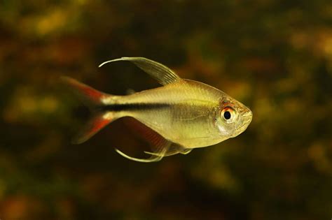 phoenix tetra care diet lifespan size breeding  fish laboratory