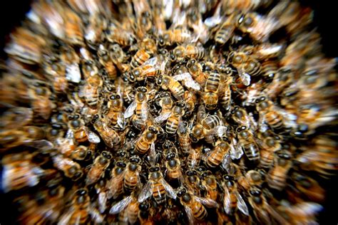 swarm insects bees macro bee large group  animals  image