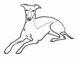 Whippet sketch template