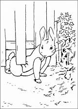 Rabbit Peter Coloring Pages Movie Trailers sketch template