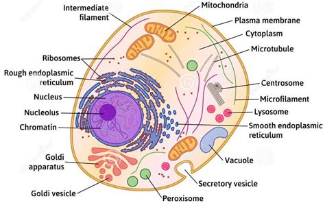 anatomy  human cell structure diagram wwwanatomynotecom human cell diagram human cell