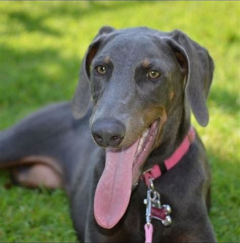 doberman pinscher owners    von willebrand disease