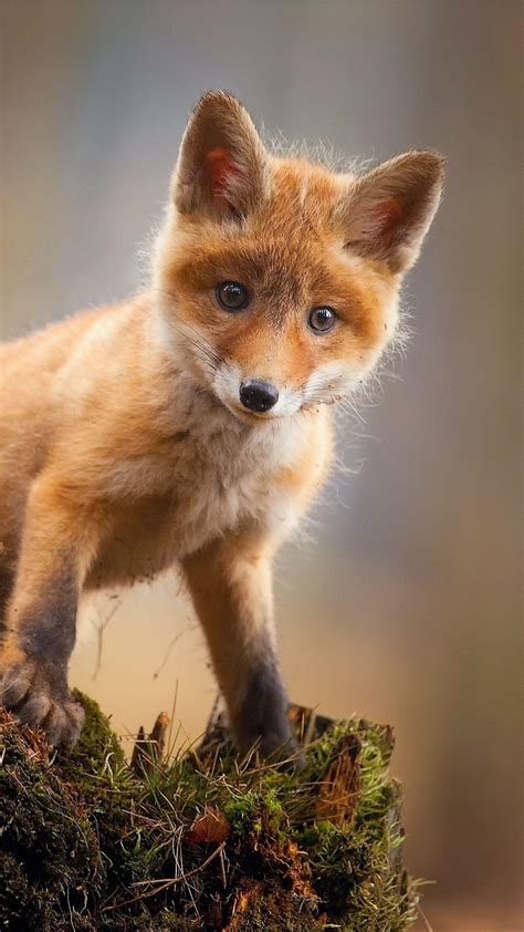 baby fox wallpapers top  baby fox backgrounds wallpaperaccess